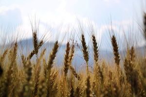 В сезоне 2017/18 годов в Украине впервые за последние пять лет произошло падение экспорта зерна