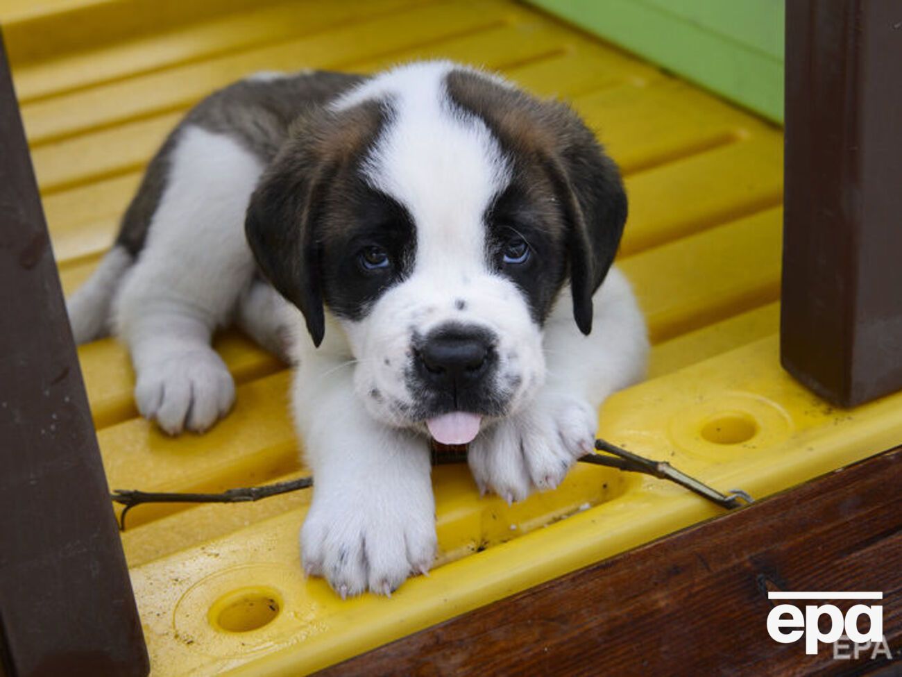 В США хотят законодательно запретить употребление в пищу и торговлю мясом кошек и собак