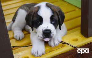 В США хотят законодательно запретить употребление в пищу и торговлю мясом кошек и собак