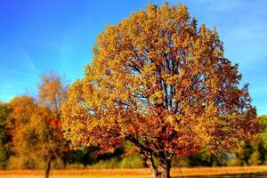 В Україні очікується тепла погода