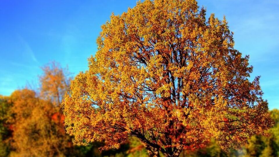 В Україні очікується тепла погода