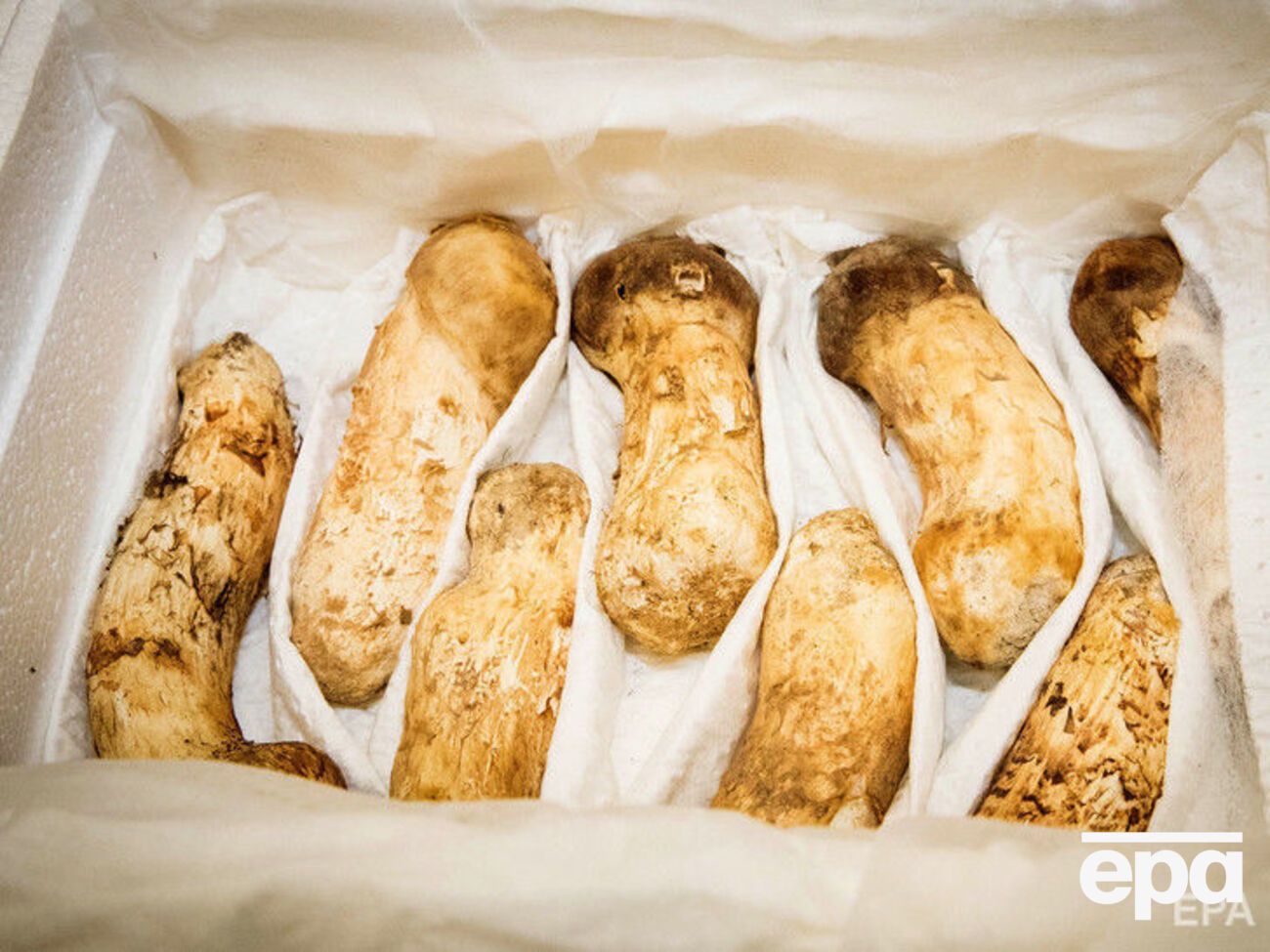 Лідер КНДР передав президенту Південної Кореї дві тонни грибів мацутаке