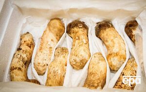 Лідер КНДР передав президенту Південної Кореї дві тонни грибів мацутаке