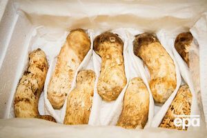 Лидер КНДР передал президенту Южной Кореи две тонны грибов мацутакэ