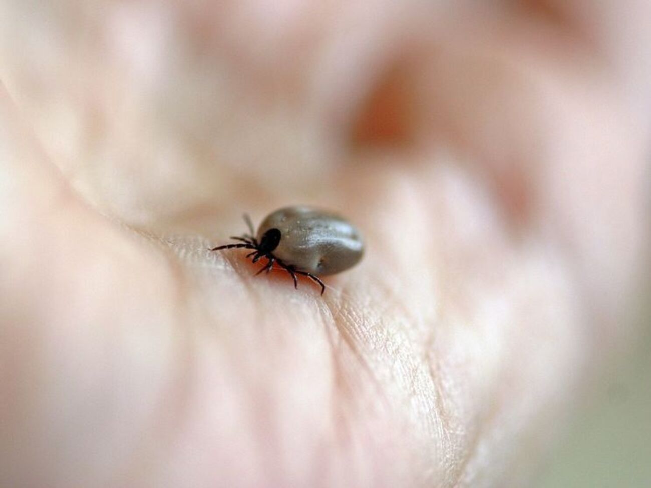 У разі укусу кліща медики рекомендують занести комаху на аналіз