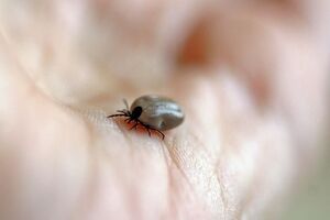 У разі укусу кліща медики рекомендують занести комаху на аналіз