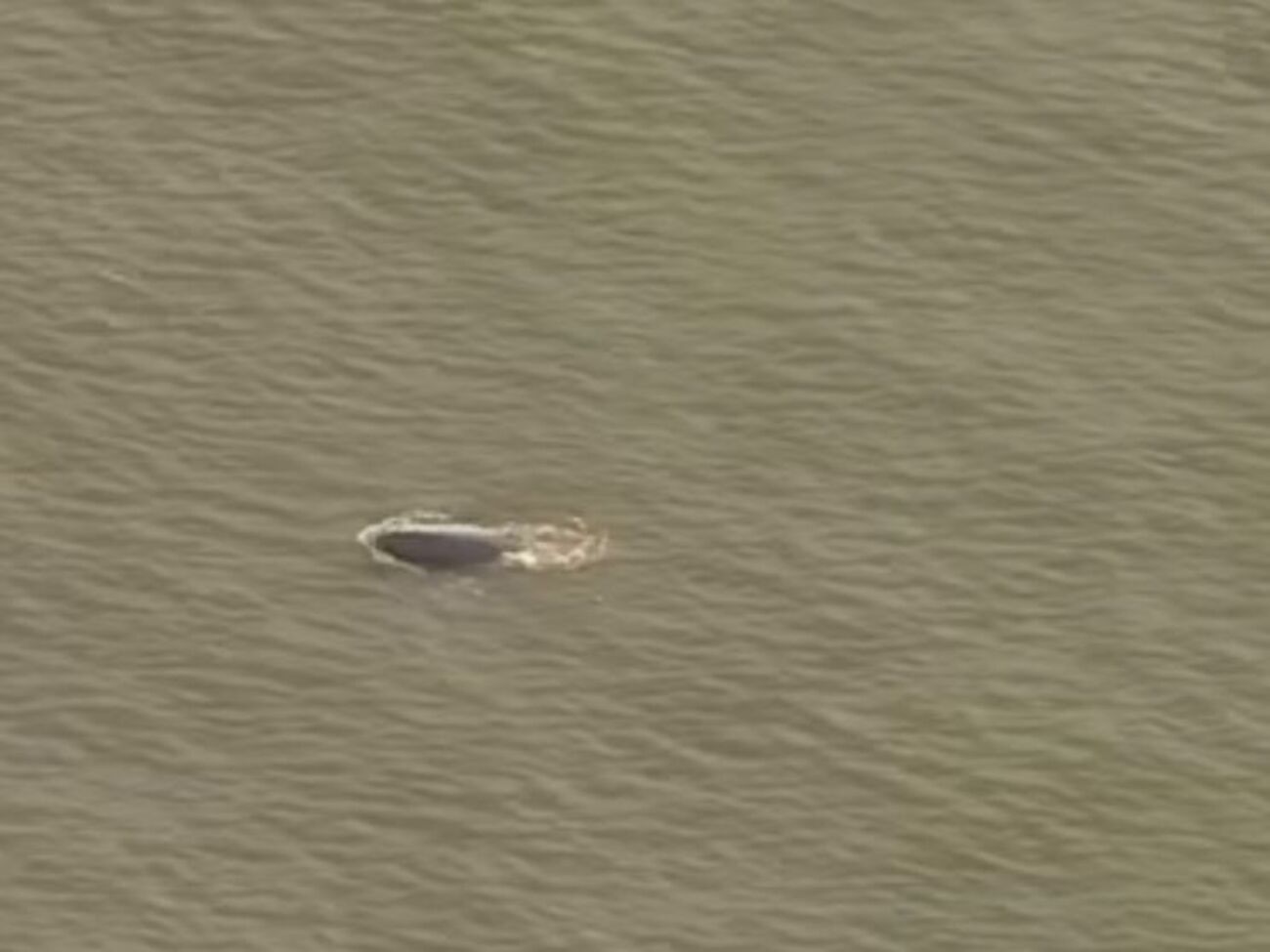 Кита, який загубився, помітили у водах Темзи