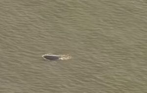 Кита, який загубився, помітили у водах Темзи