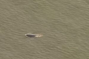 Кита, який загубився, помітили у водах Темзи