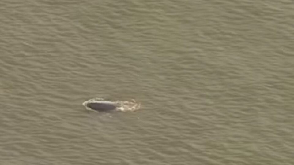 Потерявшегося кита заметили в водах Темзы