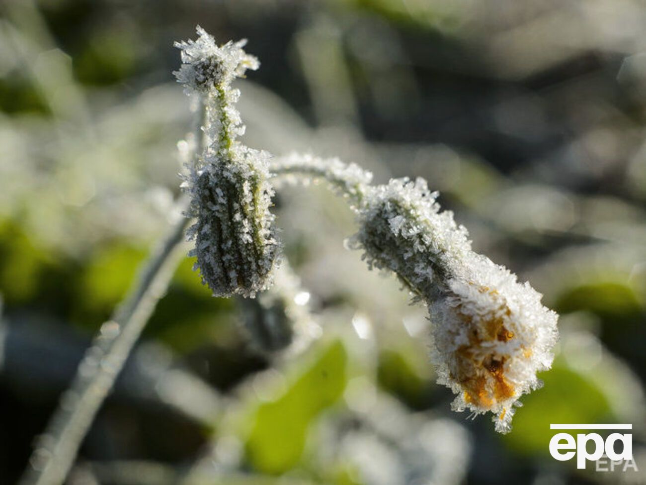 В Україні очікують заморозків