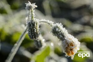 В Україні очікують заморозків