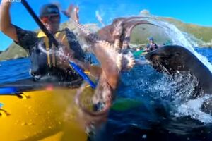 Каякер получил по лицу осьминогом