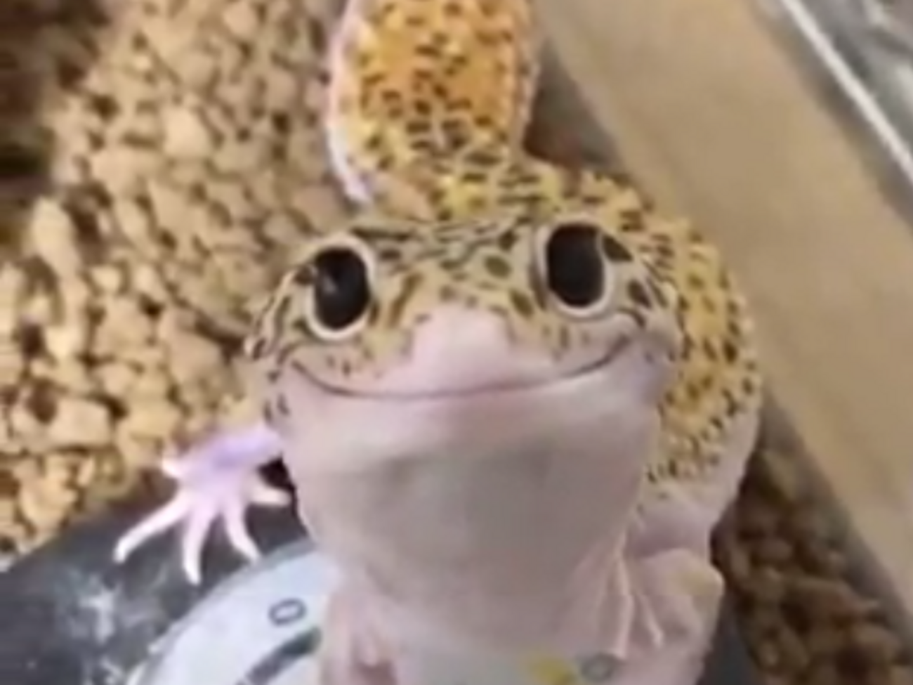 Видео с "улыбающимся" гекконом уже набрало 20,4 млн просмотров, 226 тыс. "лайков" и 1,5 тыс. комментариев