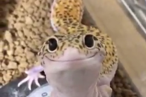 Видео с "улыбающимся" гекконом уже набрало 20,4 млн просмотров, 226 тыс. "лайков" и 1,5 тыс. комментариев
