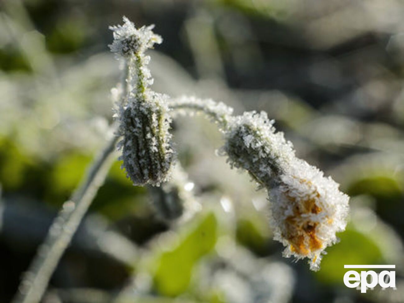 В Україні можливі заморозки на ґрунті та у повітрі