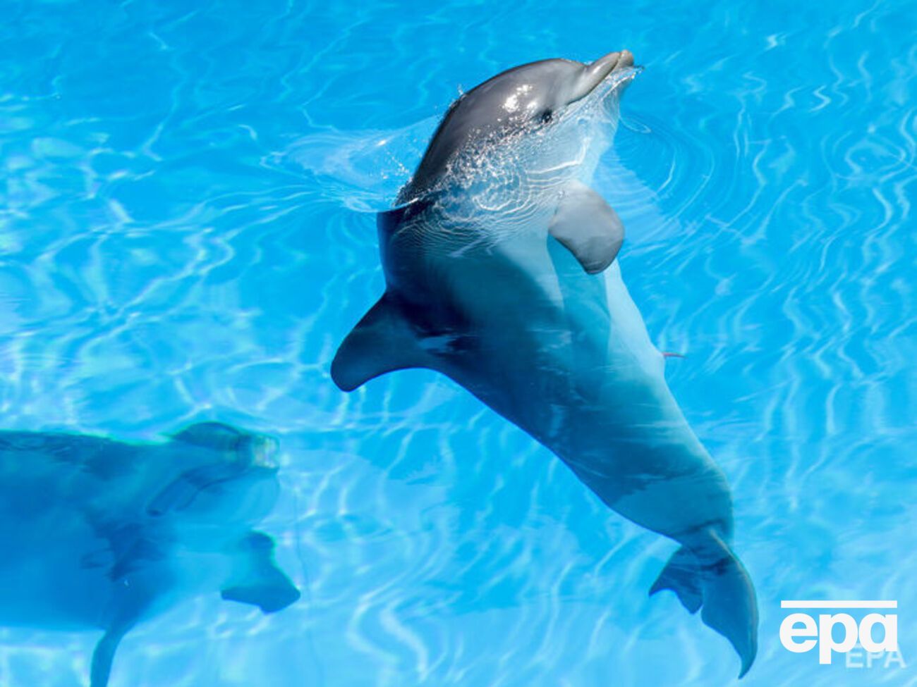 Дельфин при общении с морскими свиньями переходил на их частоту