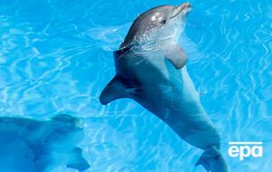 Дельфин при общении с морскими свиньями переходил на их частоту