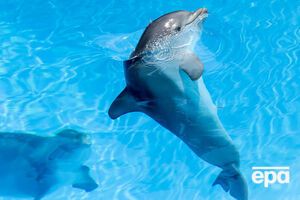 Дельфин при общении с морскими свиньями переходил на их частоту