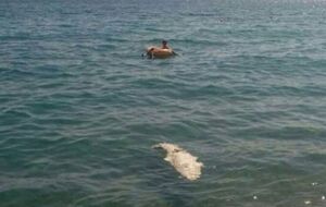 Крокодила нашли на пляже в Ялте