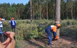 Гослесагентство просит парламент спасти лесное хозяйство