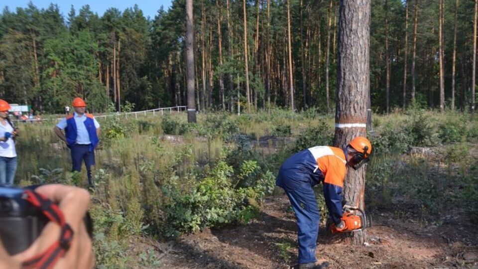Держлісагентство просить парламент урятувати лісове господарство