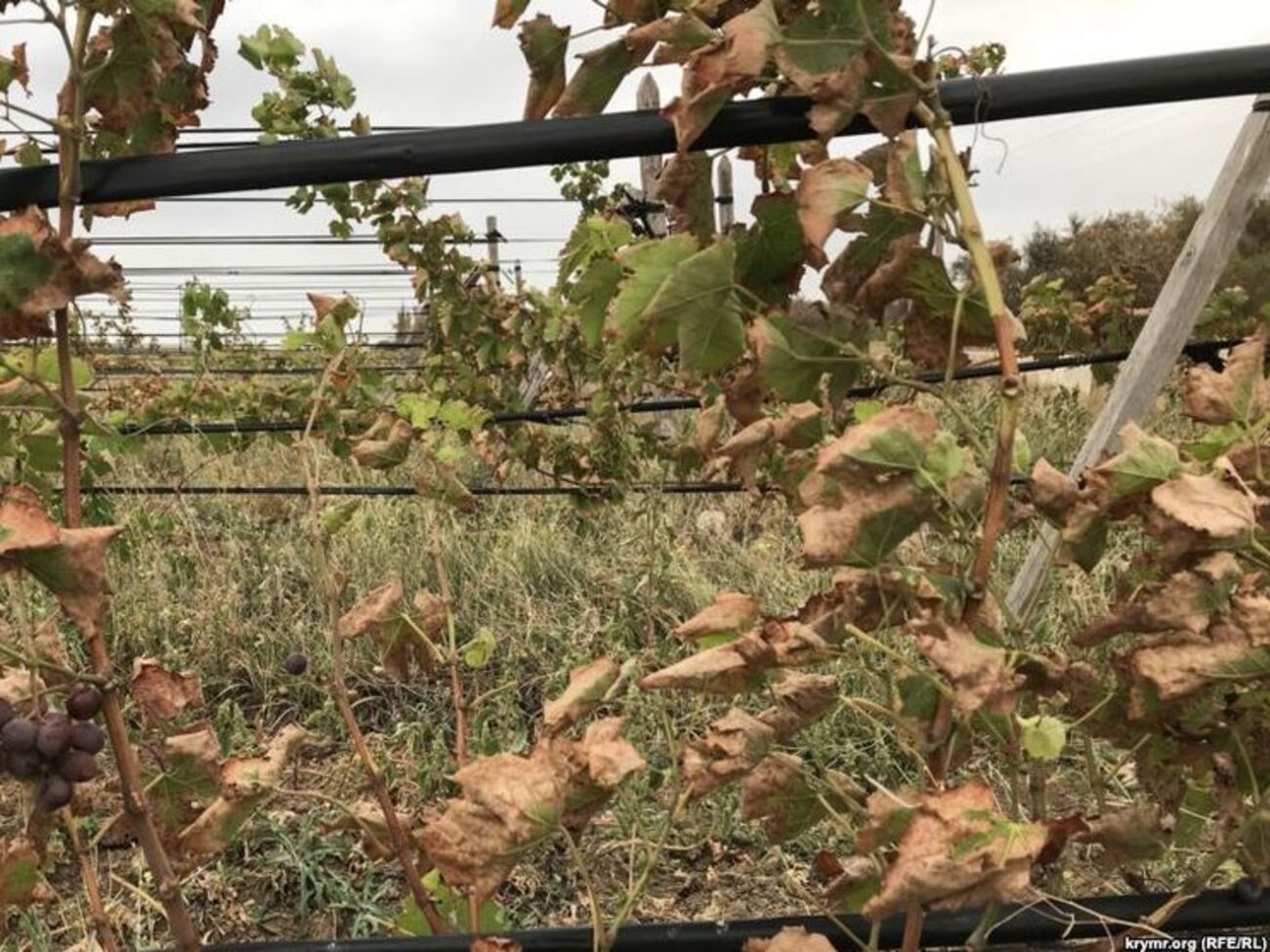 Від викидів страждають виноградники