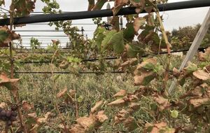 От выбросов страдают виноградники