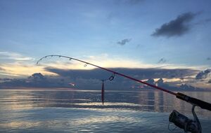 Группа браконьеров находилась в разработке правоохранительных структур