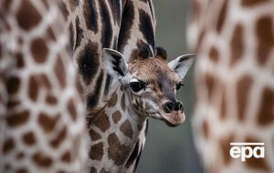 Жирафы исчезают в Гвинее, Нигерии, Малавии, Сенегале, Мавритании, Буркина-Фасо