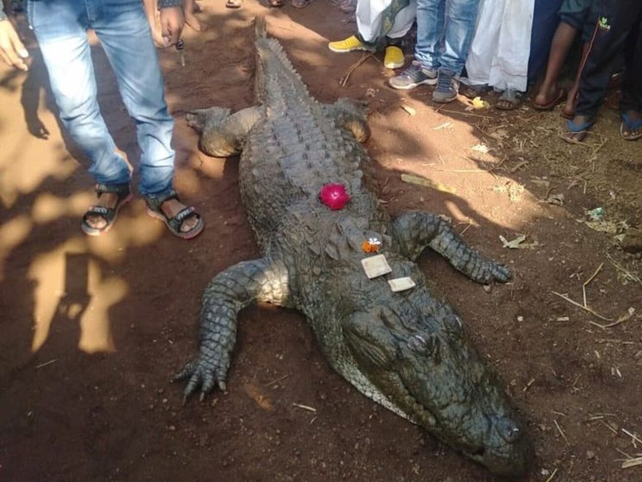 По словам одного из жителей деревни, Гангарам был дружелюбным крокодилом