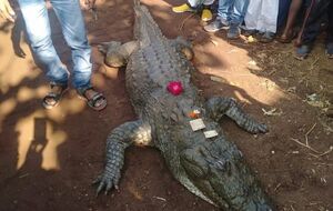 По словам одного из жителей деревни, Гангарам был дружелюбным крокодилом