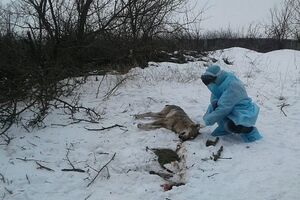 Голову вовка віддали на експертизу, а тіло спалили