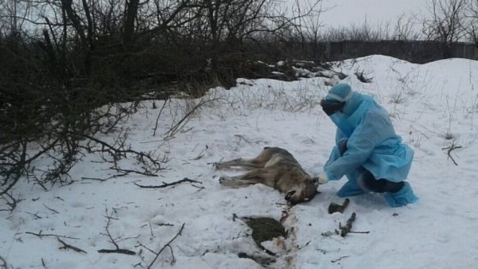 Голову волка отдали на экспертизу, а тело сожгли