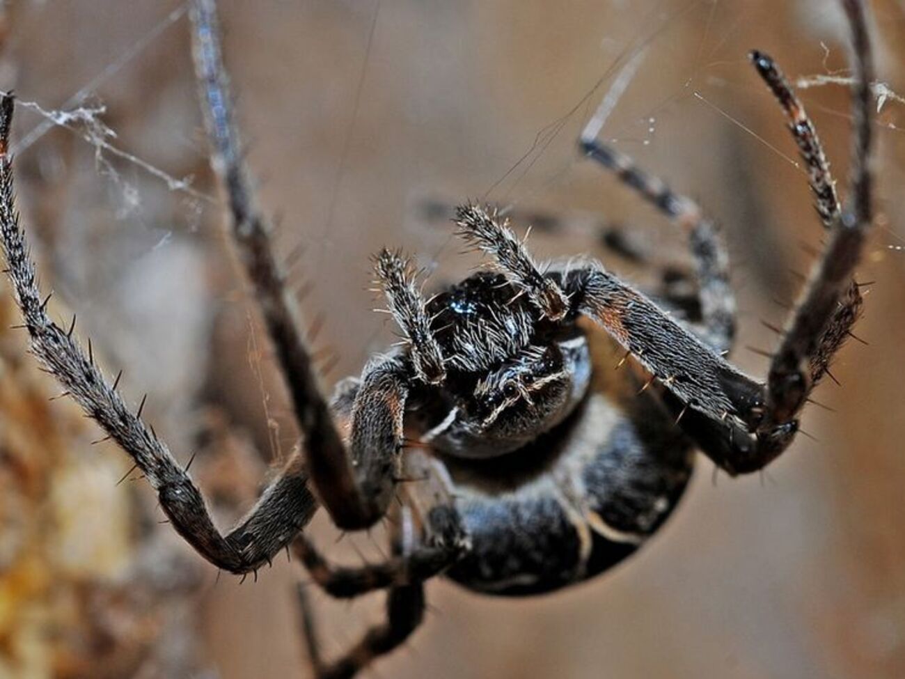 Боязнь пауков называется "арахнофобия"