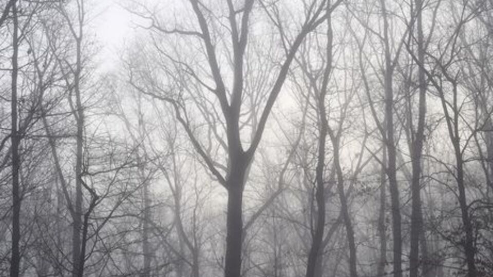 ГСЧС предупредила о желтом уровне опасности из-за тумана