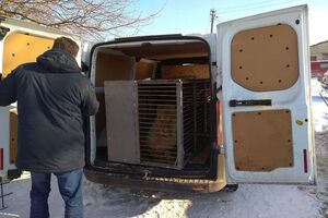 Один із левів із покровського зоопарку