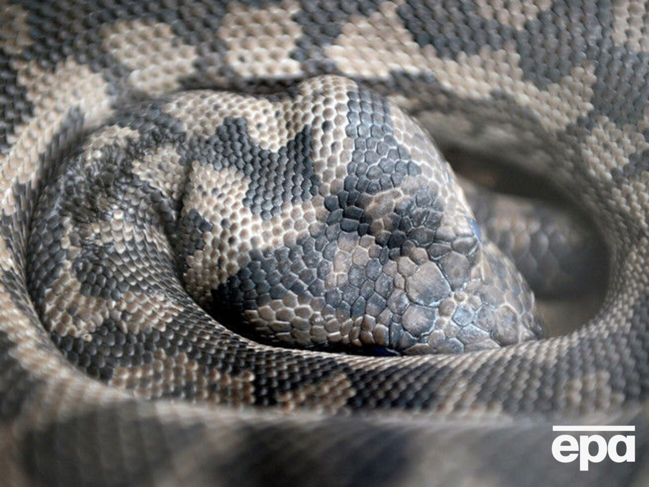Ковровые питоны распространены вдоль восточного побережья Австралии