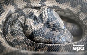 Ковровые питоны распространены вдоль восточного побережья Австралии