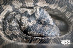 Килимові пітони поширені вздовж східного узбережжя Австралії