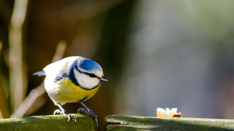 В холодное время года синицы ищут пищу в городах