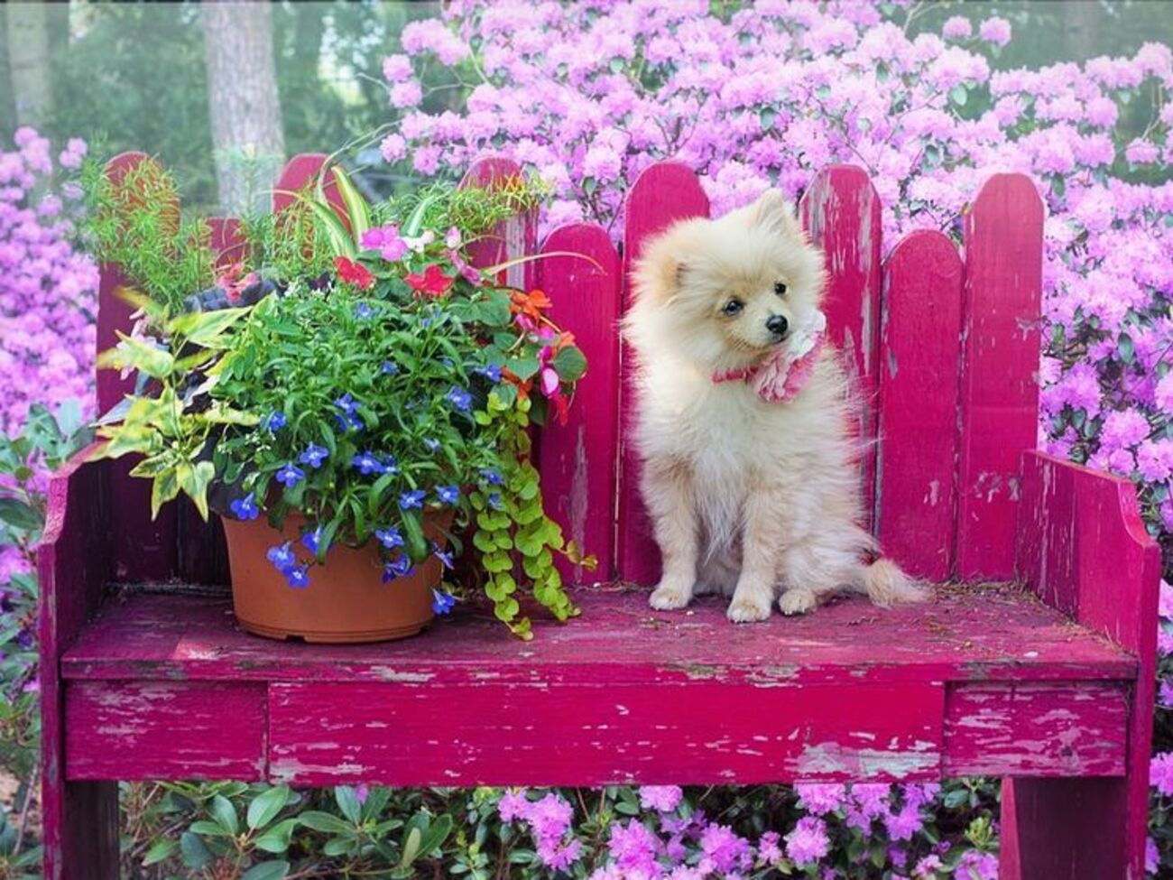 "Собачий вальс"&nbsp;по ритму&nbsp;больше напоминает польку