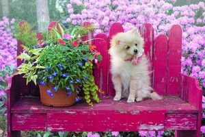 "Собачий вальс" по ритму больше напоминает польку