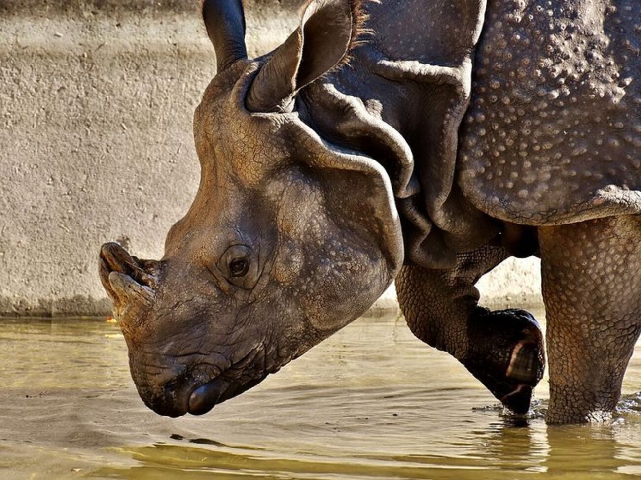 Самка носорога ударила девочку рогом