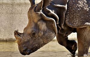 Самка носорога вдарила дівчинку рогом