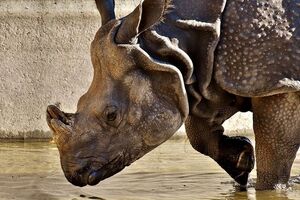 Самка носорога вдарила дівчинку рогом