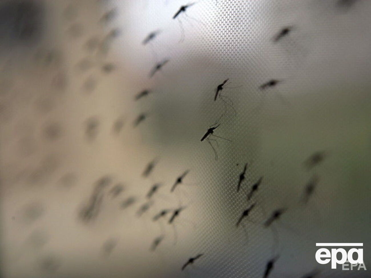 Мужчина заразился малярией во время поездки в Конго