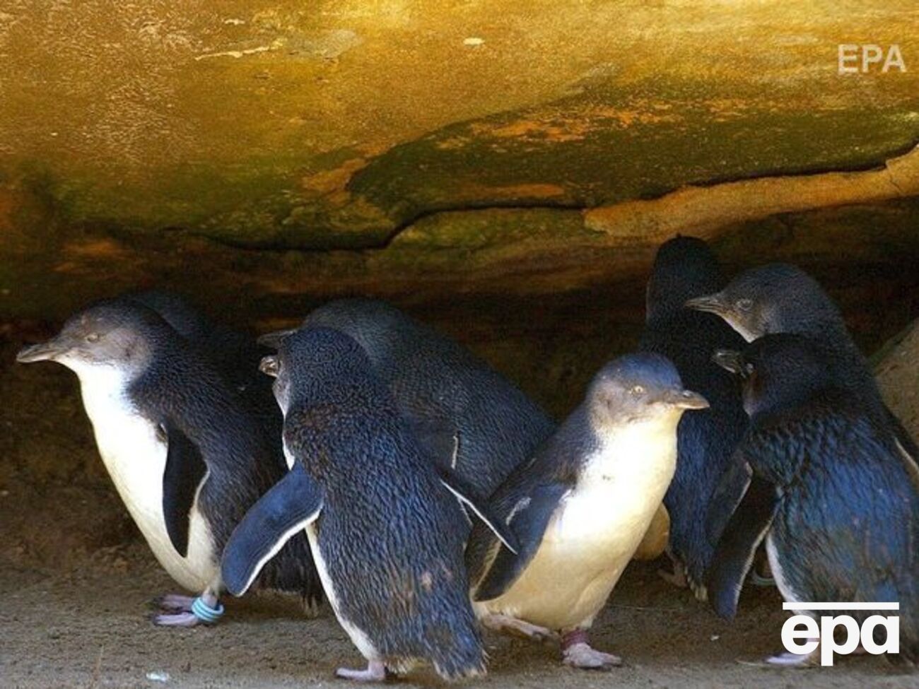 Маленькие голубые пингвины обычно имеют высоту чуть более 25 см и весят около 1 кг