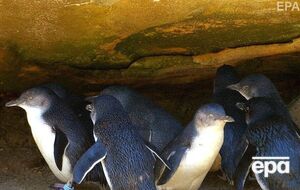 Маленькие голубые пингвины обычно имеют высоту чуть более 25 см и весят около 1 кг