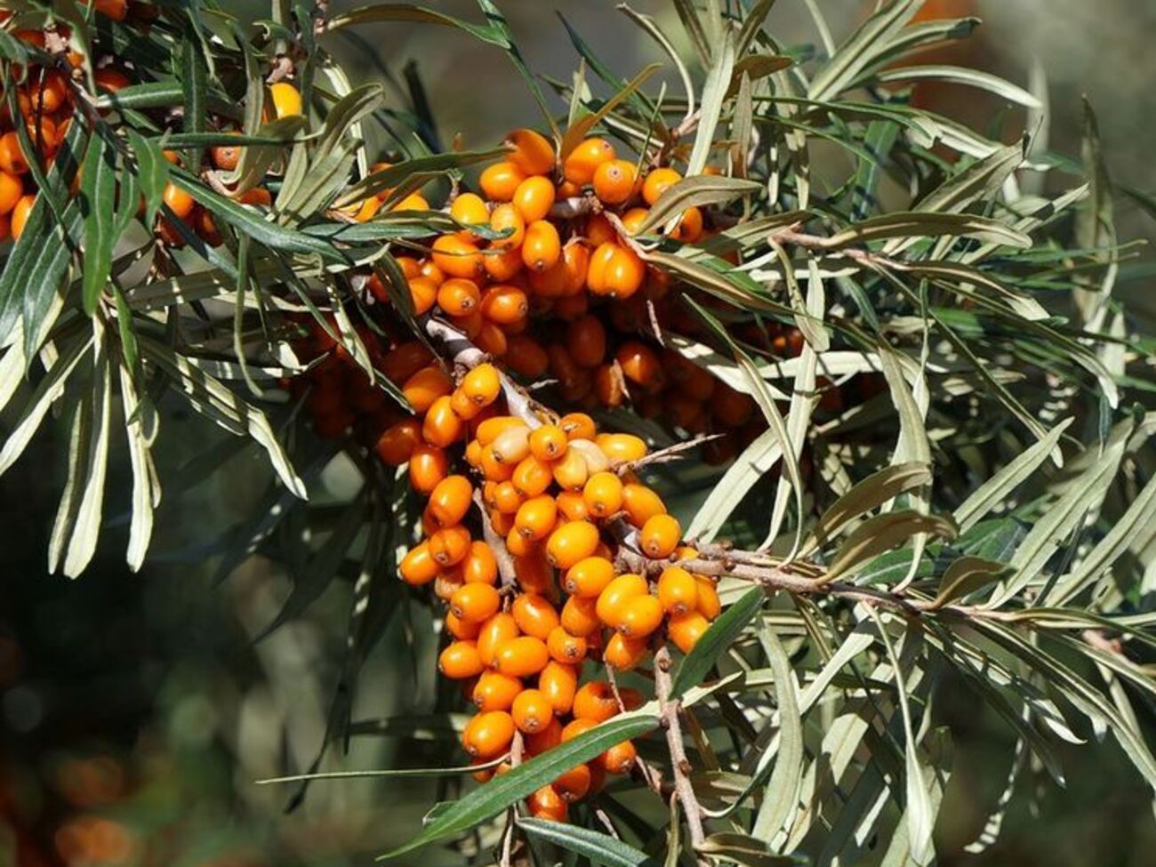 Облепиха&nbsp;&ndash; источник широкого спектра кислот и витаминов